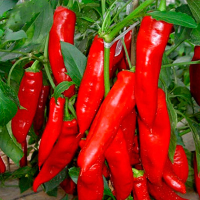 Семена Перец Красное копьё сладкий